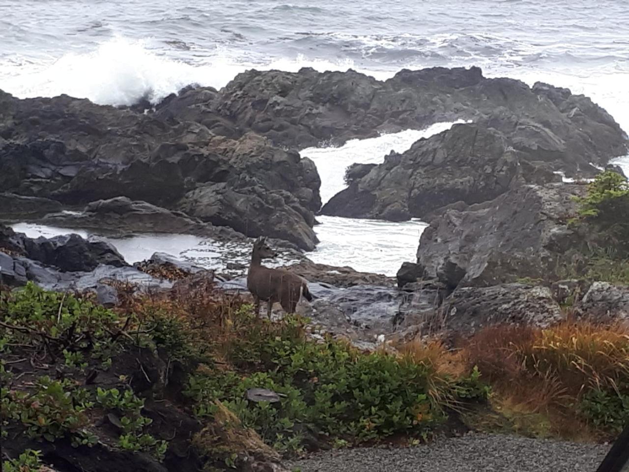 Odyssey Shores Guest Suite Ucluelet Exterior foto